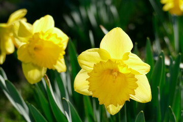 Obraz premium Gelbe Narzissen, Narzissenblüte (Narcissus Pseudonarcissus), Deutschland