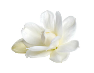 Close-up of a delicate white flower with layered petals on black background