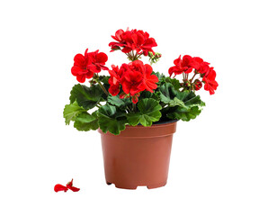 Vibrant red flowers bloom in a brown pot, with lush green leaves and a fallen petal