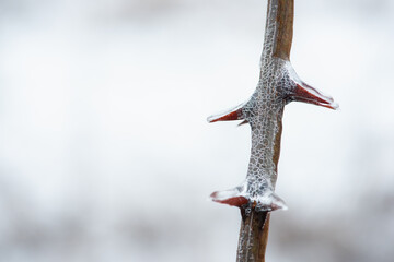 thorns covered with ice in winter