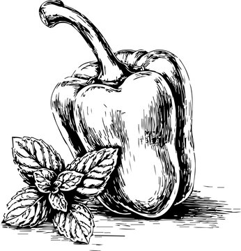 Hand-drawn illustration of a bell pepper and mint leaves.