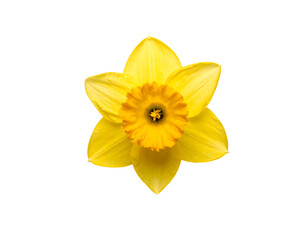 Vibrant yellow daffodil bloom with fringed corona, isolated on black