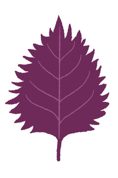 Single Traditional Red Perilla Leaf