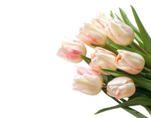 Delicate cream and pink tulips with vibrant green leaves on black