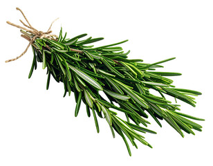 Fresh green herbaceous sprigs bound with twine