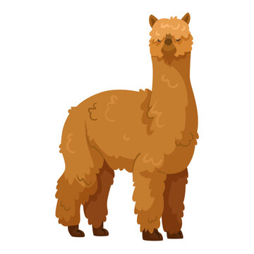Cute fluffy brown alpaca with curly fur, cartoon style on white background. Concept of domestic animal, farm life. Vector illustration