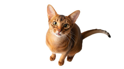 Adorable Abyssinian kitten with striped coat looking up