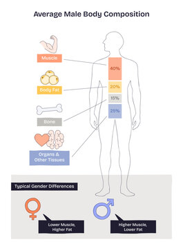 Body composition breakdown shows a male silhouette with muscle, fat, bone percentages and gender differences for context, key objects, silhouette, percent bars, icons. Doodle style diagram