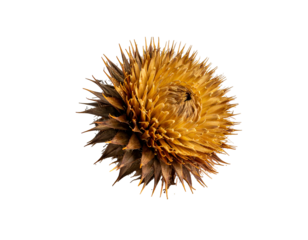 Close-up, dried botanical head, textured petals spiraling inwards