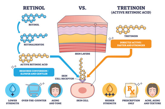 Retinol vs Tretinoin compares conversion vs direct activity with skin layers, molecules, and a skin cell receptor to show strength and use differences. Outline diagram