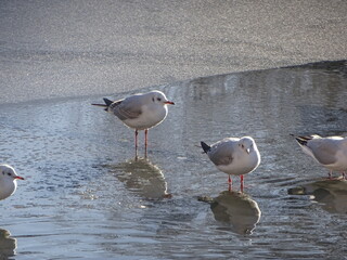 seagulls on the beach
