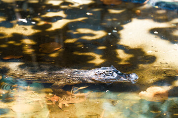 A crocodile is swimming in a pond