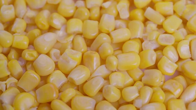 Canned corn for various uses, Comprehensive overview of processed yellow corn kernels, Expansive depiction of preserved yellow corn suitable for multiple applications