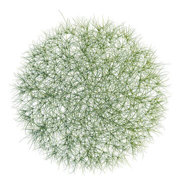 Eleocharis parvula tree plan, top view, cutout, transparent background, isolate, Delicate Green Moss Texture, Close-Up, Nature Background, Detailed Pattern, Soft Focus