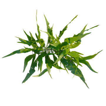 Microsorum pteropus tree plan, top view, cutout, transparent background, isolate, Close-up of vibrant green leaves, detailed foliage texture, nature macro photography