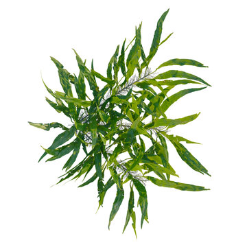 Microsorum pteropus tree plan, top view, cutout, transparent background, isolate, Delicate aquatic plant with intricate leaf structure, perfect for nature and botanical designs.