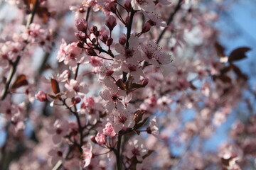 cherry blossom in spring