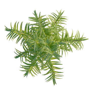 Rotala rotundifolia tree plan, top view, cutout, transparent background, isolate, Close-up of a vibrant green fern plant with detailed leaf texture, nature macro photography