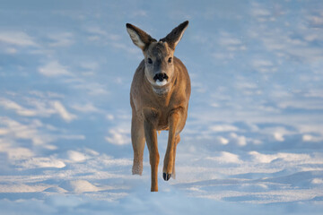 A young male roe deer walking through the snow toward the camera on a sunny winter evening.