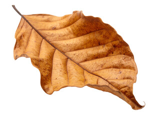 A single, dry, brown, veined leaf with a crisp edge on a black background