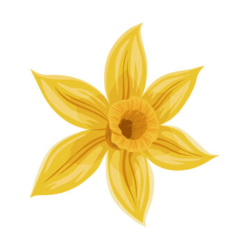 Vanilla flower. Realistic vector isolated design element. Nature spice. Yellow blossom with drops