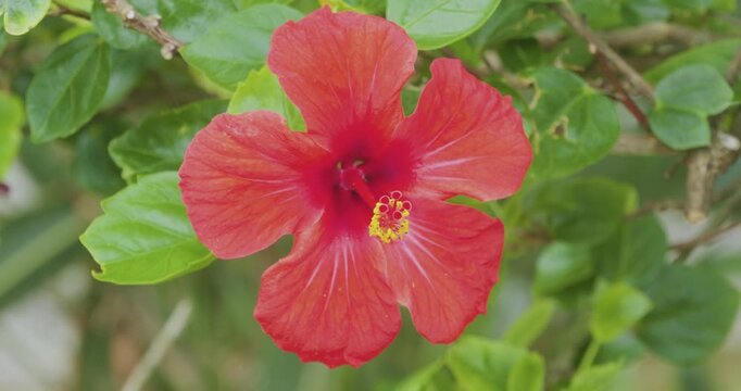 4K video; red hibiscus flower (Malvaceae) gently moving in the wind, isle of Madeira Portugal