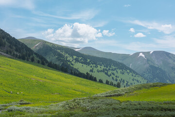 Obraz premium Vivid landscape with green flora in sunlit valley and coniferous trees on steep slope under lush clouds in blue sky. Changeable weather in high mountains. Grassy meadow and conifer forest in sunlight.