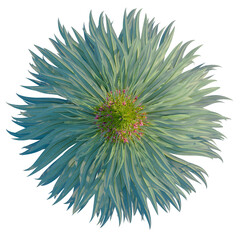 Echium wildpretii tree plan, top view, cutout, transparent background, isolate, Close-up of a vibrant, beautiful sea holly flower with intricate petal details.