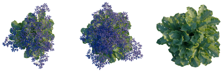 Limonium perezii tree plan, top view, cutout, transparent background, isolate, Vibrant Green Fern Leaves Close-Up, Detailed Texture, Nature Photography, Botanical Elements, Springtime