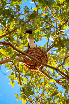 Magpie-Lark Nesting on a Tree