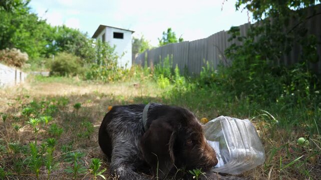 Portrait of cute brown drahthaar puppy lying on grass at garden. Pretty german wirehaired pointer dog looking into camera outdoor. Beautiful domestic doggy resting on green lawn. Slow motion