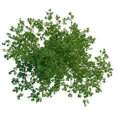Salix caprea tree plan, top view, cutout, transparent background, isolate, Detailed Green Tree Branch with Lush Foliage, Nature Element for Design and Illustration © DH Tree Stock
