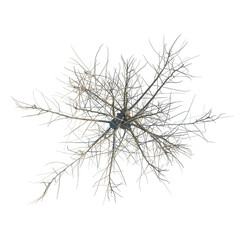 Salix caprea tree plan, top view, cutout, transparent background, isolate, Delicate bare tree...