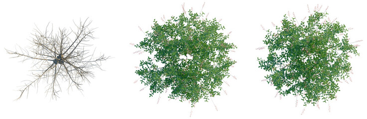 Salix caprea tree plan, top view, cutout, transparent background, isolate, Detailed close-up of a dry, gnarled tree branch against a dark background, nature study © DH Tree Stock