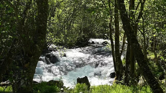 Crystal clear river flows through green forest with sunlight reflections in summer