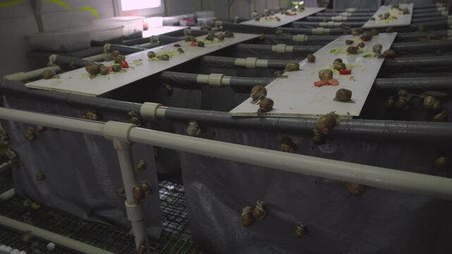Snail farm with equipment that maintains a controlled microclimate and feeding regime. Breeding of Helix Aspersa Maxima (Petit Gris) and Helix Aspersa Muller (Gros Gris) snails