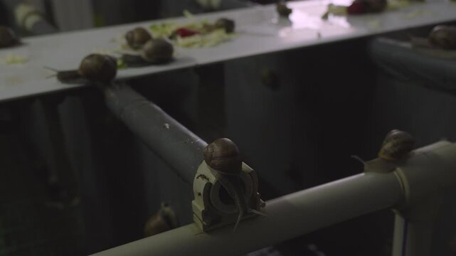Snail farm with equipment that maintains a controlled microclimate and feeding regime. Breeding of Helix Aspersa Maxima (Petit Gris) and Helix Aspersa Muller (Gros Gris) burgundy snails