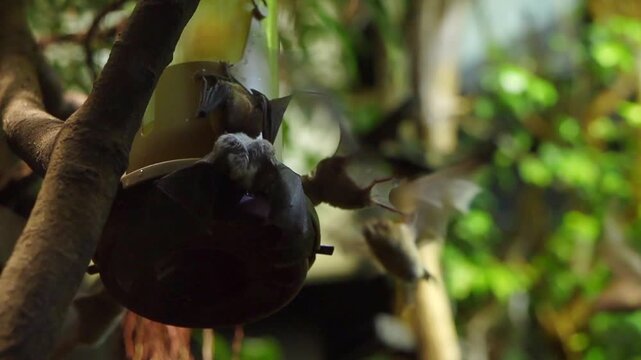 Many small bats perched near a yellow bird feeder surrounded by green bamboo leaves. The scene is illuminated softly, creating a tranquil atmosphere.
