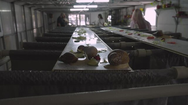 Breeding of Helix Aspersa Maxima (Petit Gris) and Helix Aspersa Muller (Gros Gris) burgundy snails. Snail farm with equipment that maintains a controlled microclimate and feeding regime