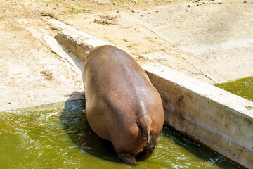 A hippo is standing in a pool of water, looking at the camera