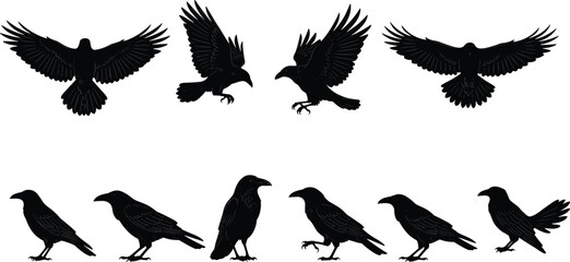 Crow silhouette illustration, flying and walking poses, black bird vector, crow clipart set, bird movement icons, SVG design