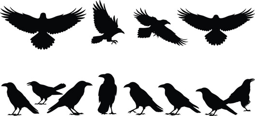 Crow silhouette illustration, flying and perched poses, black bird vector, crow clipart set, bird movement icons, SVG design