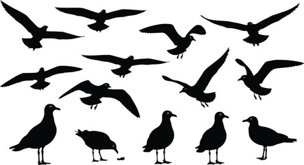 Seagull silhouette illustration, flying and standing bird vector, black clipart set, coastal wildlife icons, nature shapes, SVG design