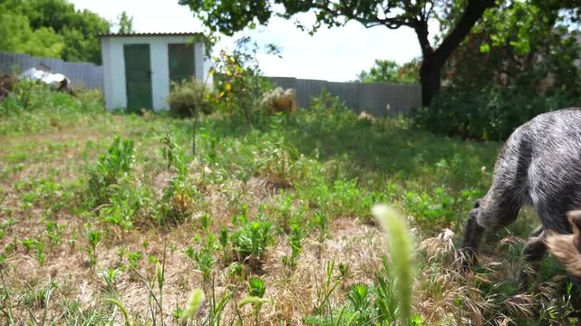 Playful brown drahthaar puppy running on grass at garden. Funny german wirehaired pointer dog plays with his owner jogging on green lawn at summer day. Concept of human and animal friendship. Slow mo