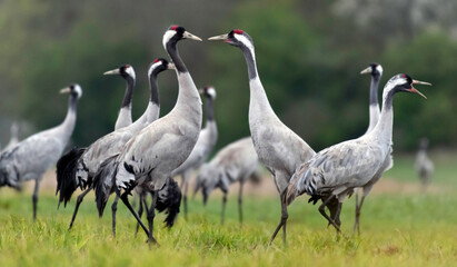 Common crane (Grus grus) in the wild. Early morning on swamp erens.