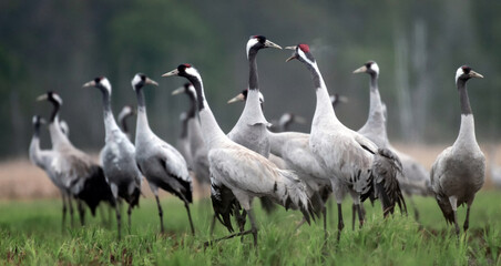 Common crane (Grus grus) in the wild. Early morning on swamp erens.