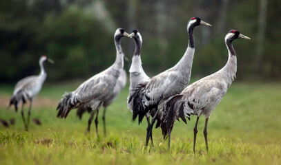 Obraz premium Common crane (Grus grus) in the wild. Early morning on swamp erens.