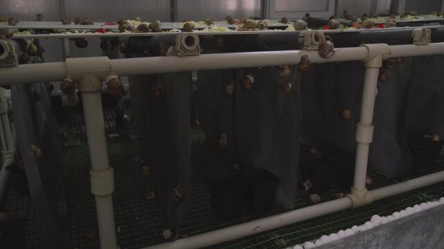 Snail farm with equipment that maintains a controlled microclimate and feeding regime. Breeding of Helix Aspersa Maxima (Petit Gris) and Helix Aspersa Muller (Gros Gris) burgundy snails