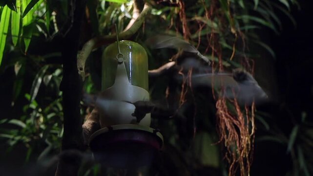 Many small bats perched near a yellow bird feeder surrounded by green bamboo leaves. The scene is illuminated softly, creating a tranquil atmosphere.