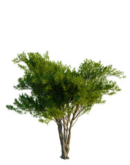 Cupressus sempervirens tree, front view, cutout, transparent background, isolate, Elevation,...